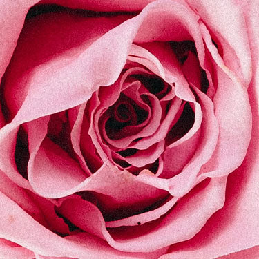 Rose Otto